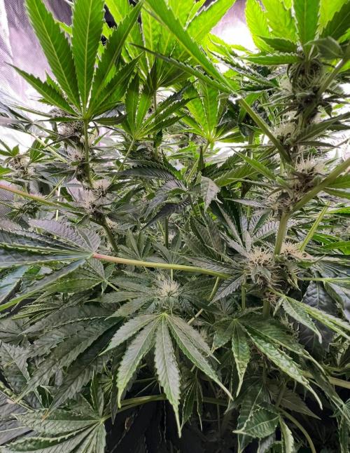 Strawberry Nuggets by Mephisto Genetics. Week 9