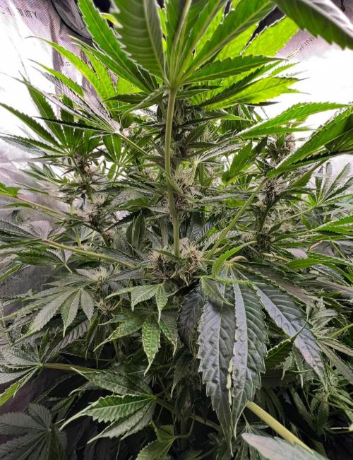 Strawberry Nuggets by Mephisto Genetics. Week 9