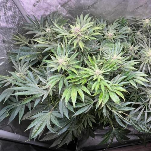 Strawberry Nuggets by Mephisto Genetics. Week 9