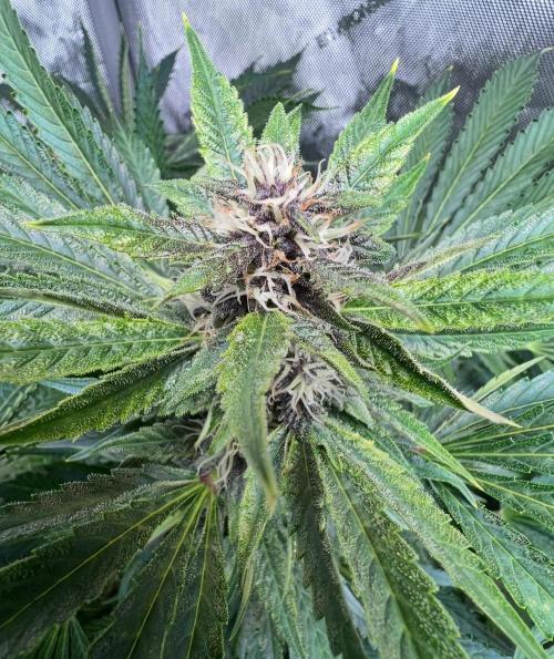 Strawberry Nuggets by Mephisto Genetics. Week 9