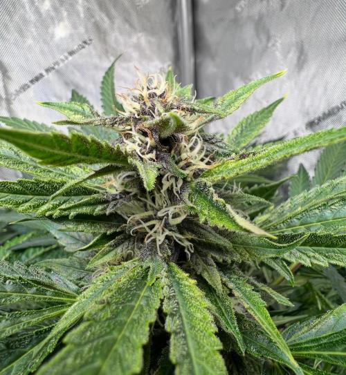 Strawberry Nuggets by Mephisto Genetics. Week 9