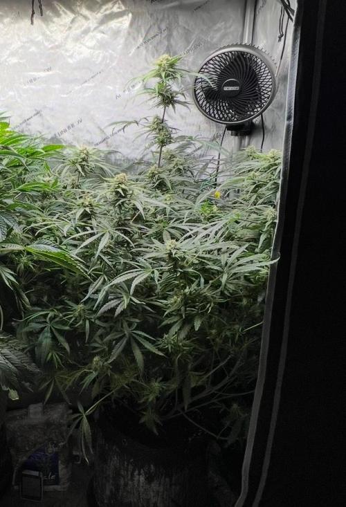 Hubbabubbahaze by Mephisto Genetics. Week 10