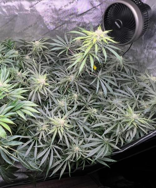 Hubbabubbahaze by Mephisto Genetics. Week 10