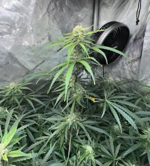 Hubbabubbahaze by Mephisto Genetics. Week 10