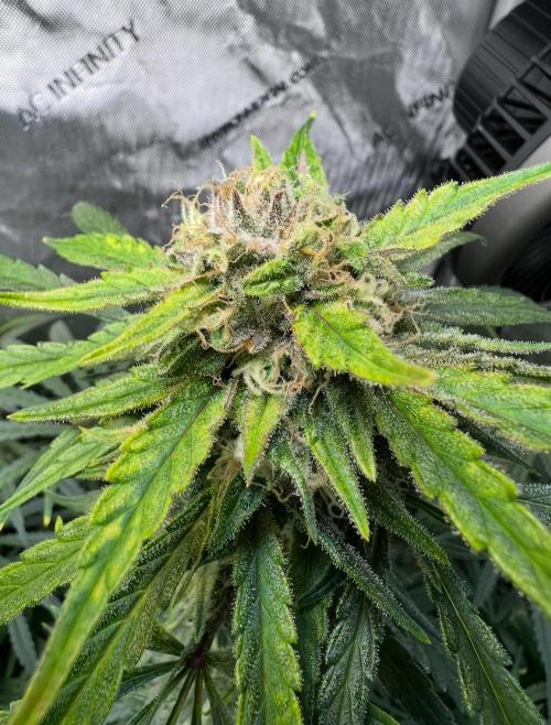 Hubbabubbahaze by Mephisto Genetics. Week 10