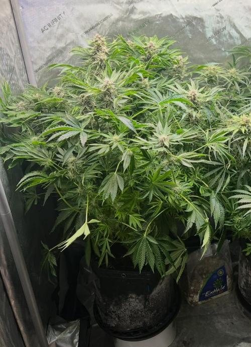 Strawberry Nuggets by Mephisto Genetics. Week 10
