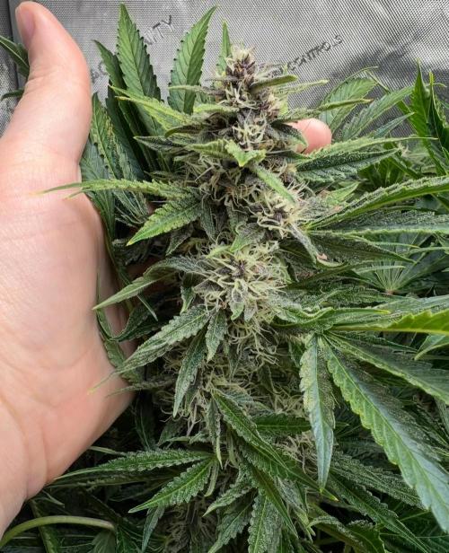 Strawberry Nuggets by Mephisto Genetics. Week 10