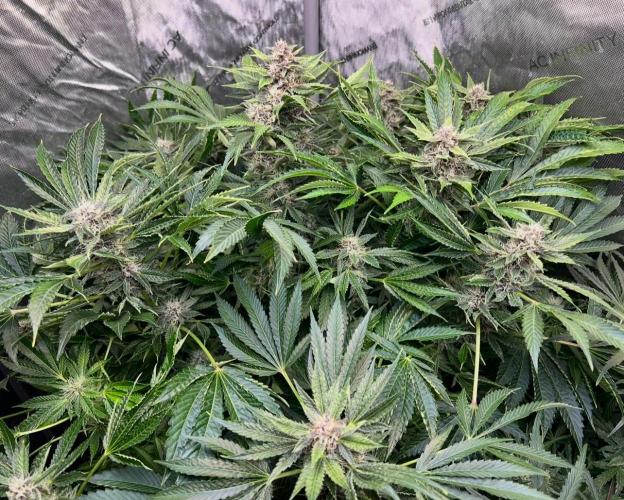 Strawberry Nuggets by Mephisto Genetics. Week 10