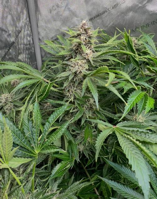 Strawberry Nuggets by Mephisto Genetics. Week 10