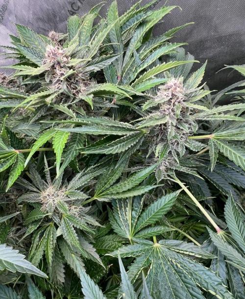 Strawberry Nuggets by Mephisto Genetics. Week 10