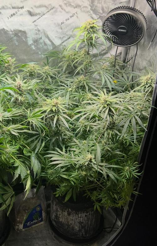 Hubbabubbahaze by Mephisto Genetics. Week 11