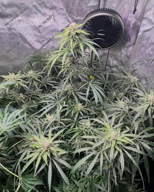 Hubbabubbahaze by Mephisto Genetics. Week 11