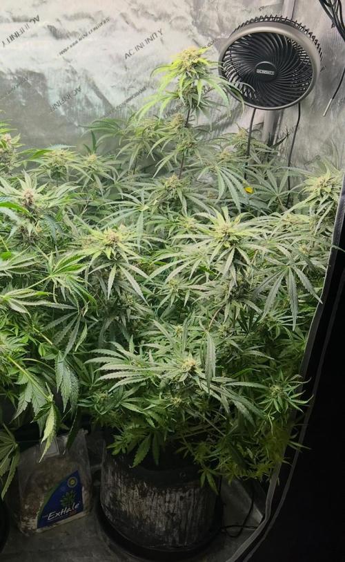 Hubbabubbahaze by Mephisto Genetics. Week 11