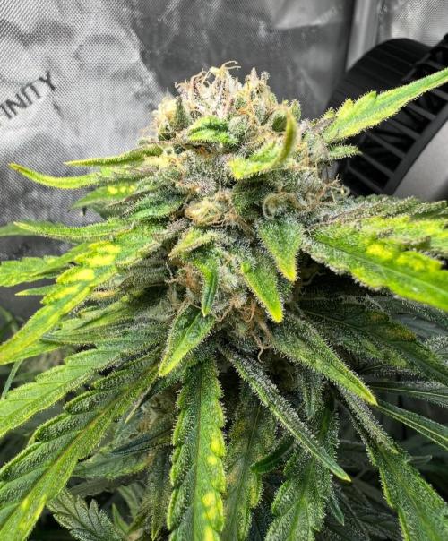 Hubbabubbahaze by Mephisto Genetics. Week 11