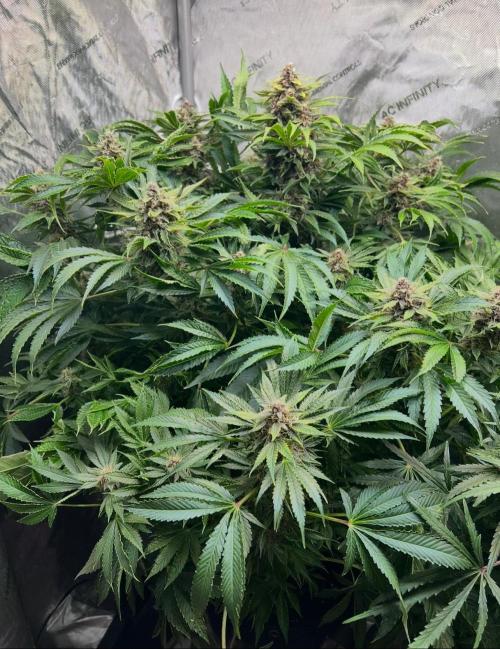 Strawberry Nuggets by Mephisto Genetics. Week 11