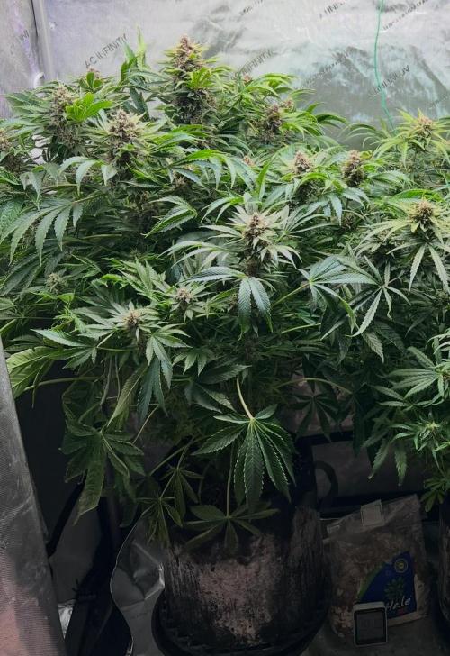 Strawberry Nuggets by Mephisto Genetics. Week 11