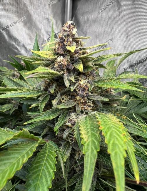 Strawberry Nuggets by Mephisto Genetics. Week 11