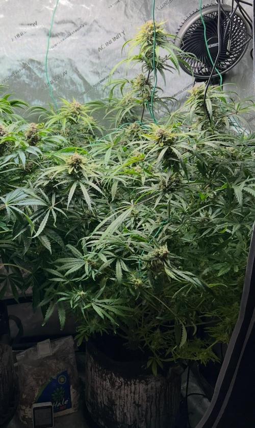 Hubbabubbahaze by Mephisto Genetics. Week 12