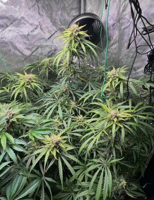 Hubbabubbahaze by Mephisto Genetics. Week 12