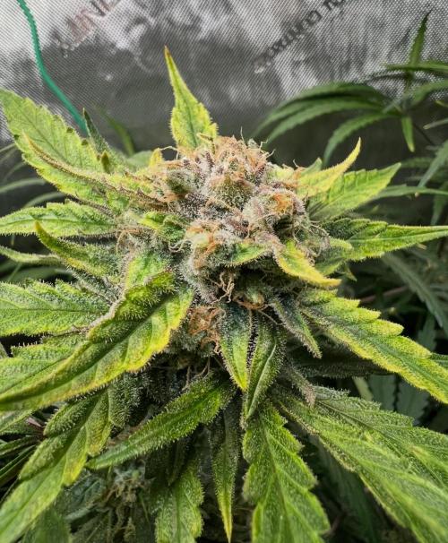 Hubbabubbahaze by Mephisto Genetics. Week 12