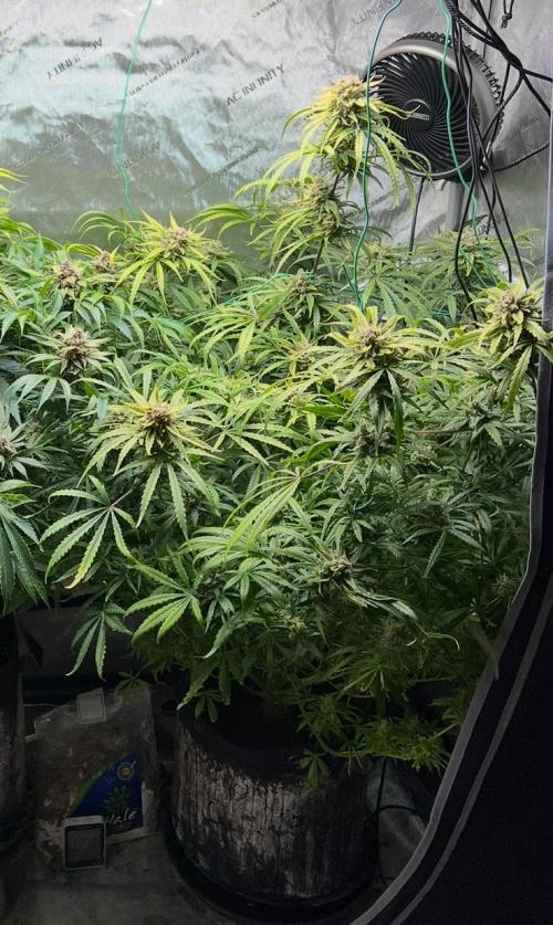 Hubbabubbahaze by Mephisto Genetics. Week 13