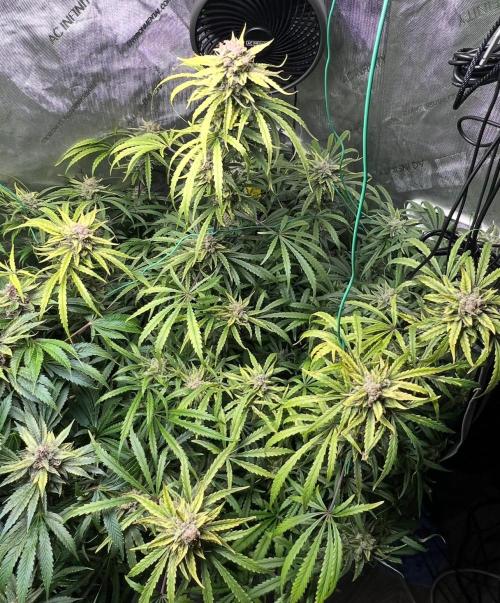 Hubbabubbahaze by Mephisto Genetics. Week 13