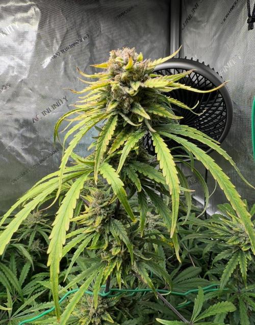 Hubbabubbahaze by Mephisto Genetics. Week 13