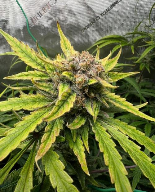 Hubbabubbahaze by Mephisto Genetics. Week 13