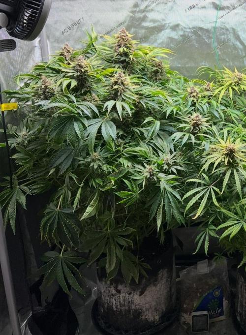 Strawberry Nuggets by Mephisto Genetics. Week 12