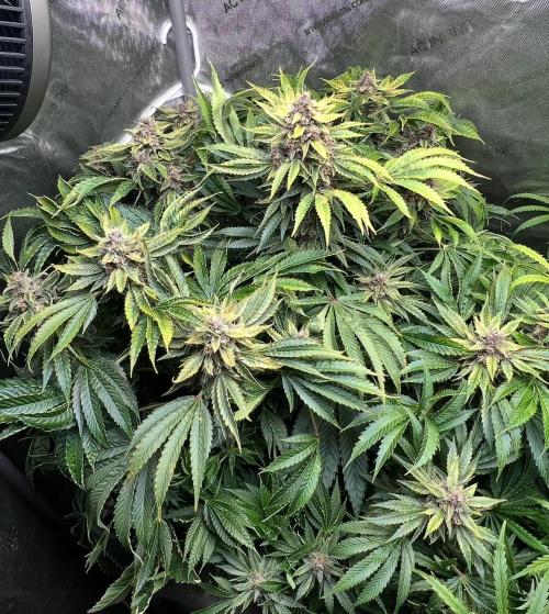 Strawberry Nuggets by Mephisto Genetics. Week 12