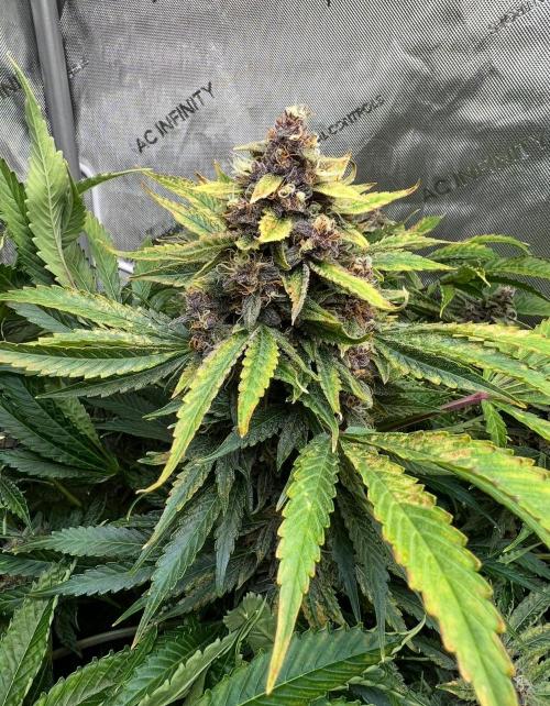 Strawberry Nuggets by Mephisto Genetics. Week 12