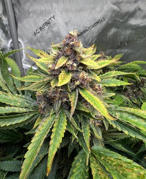 Strawberry Nuggets by Mephisto Genetics. Week 12