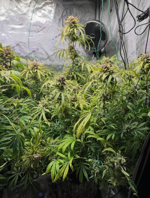 Hubbabubbahaze by Mephisto Genetics. Week 14