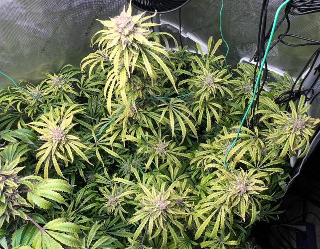 Hubbabubbahaze by Mephisto Genetics. Week 14