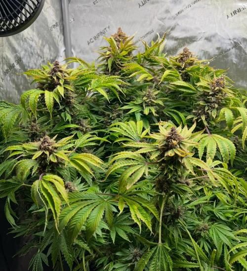 Strawberry Nuggets by Mephisto Genetics. Week 13