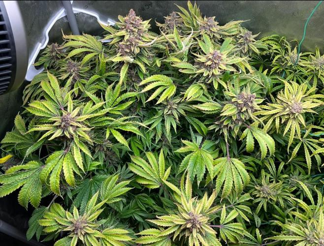 Strawberry Nuggets by Mephisto Genetics. Week 13