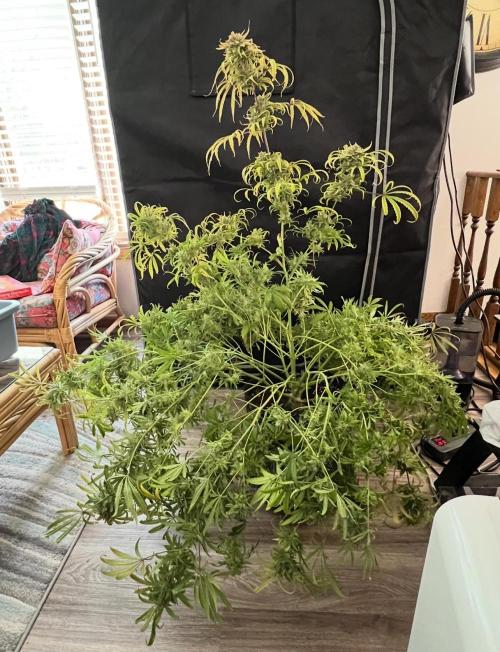 Hubbabubbahaze by Mephisto Genetics. Week 15