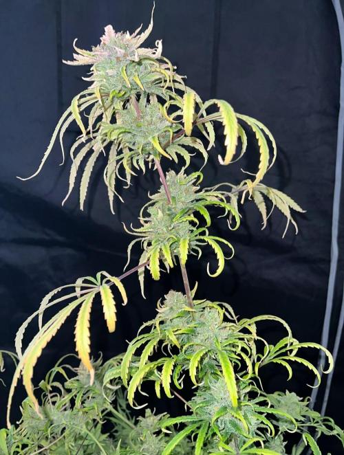 Hubbabubbahaze by Mephisto Genetics. Week 15