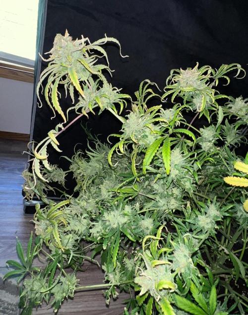 Hubbabubbahaze by Mephisto Genetics. Week 15