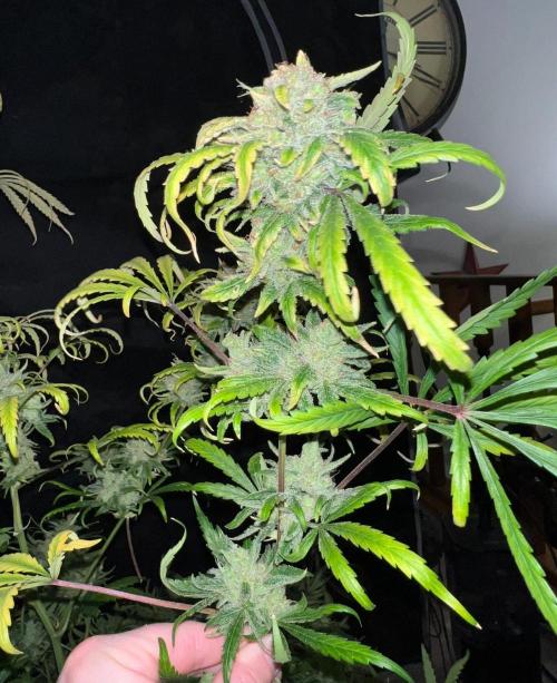 Hubbabubbahaze by Mephisto Genetics. Week 15