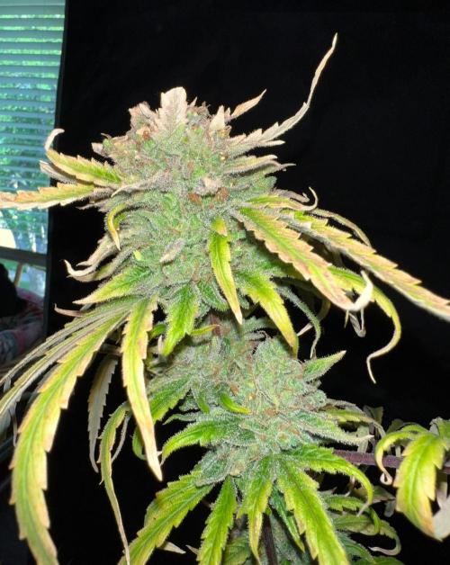 Hubbabubbahaze by Mephisto Genetics. Week 15