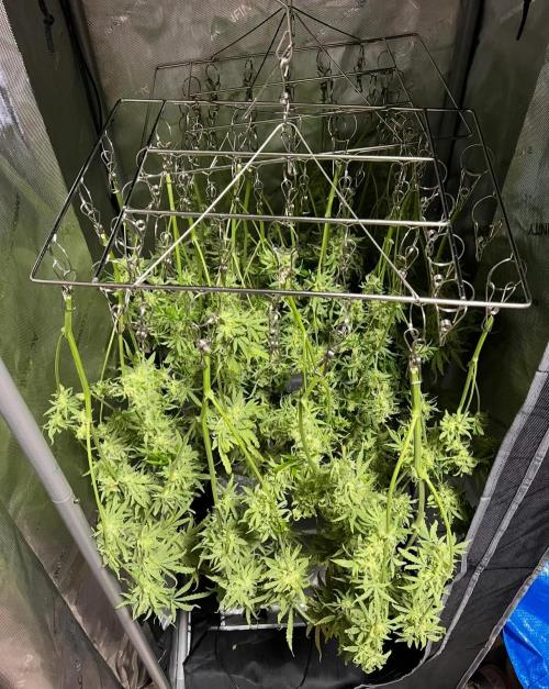 Hubbabubbahaze by Mephisto Genetics. Week 15