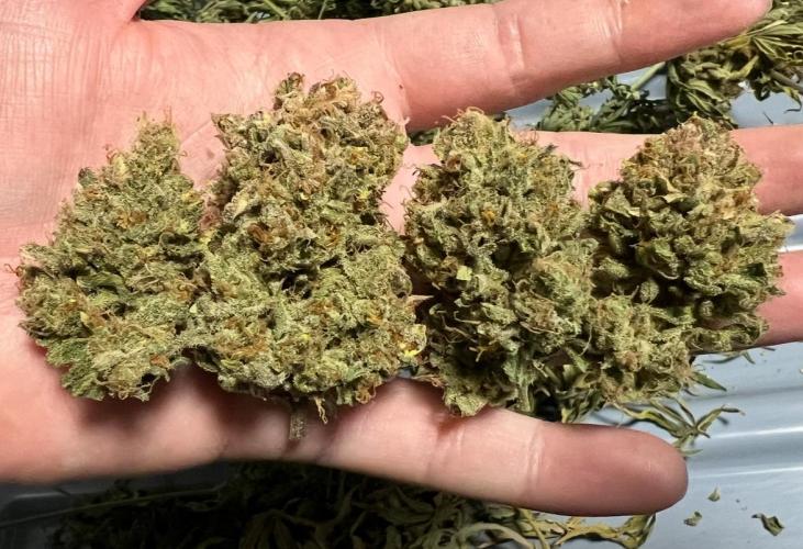 Hubbabubbahaze by Mephisto Genetics. Week 15