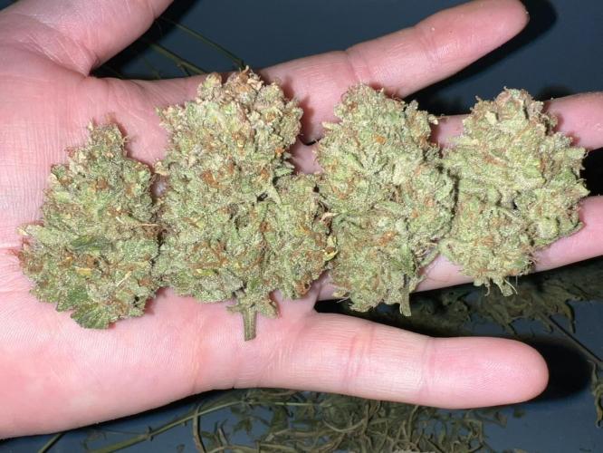 Hubbabubbahaze by Mephisto Genetics. Week 15