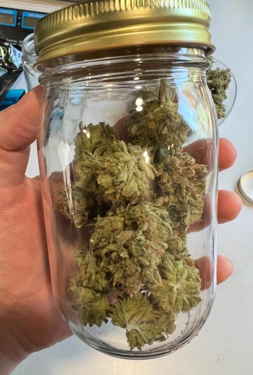 Hubbabubbahaze by Mephisto Genetics. Week 15