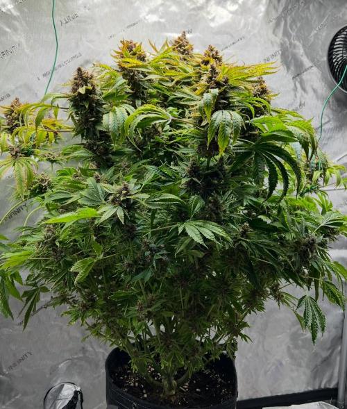 Strawberry Nuggets by Mephisto Genetics. Week 14