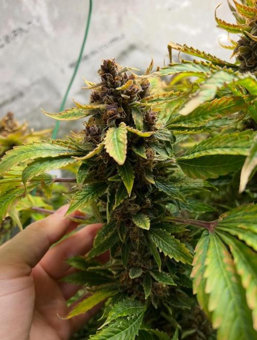 Strawberry Nuggets by Mephisto Genetics. Week 14