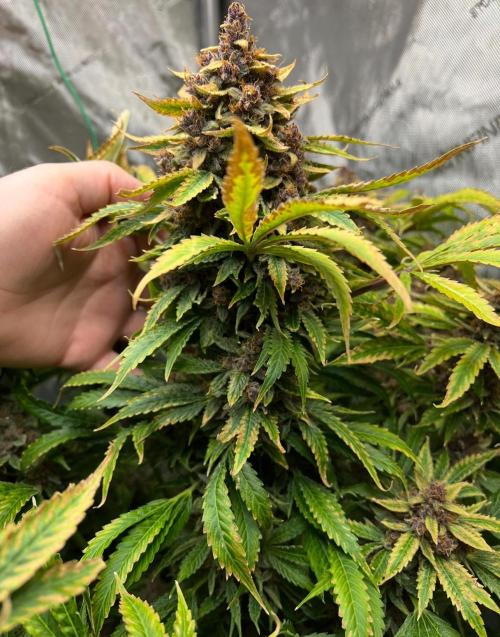 Strawberry Nuggets by Mephisto Genetics. Week 14