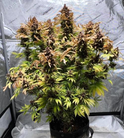 Strawberry Nuggets by Mephisto Genetics. Week 15