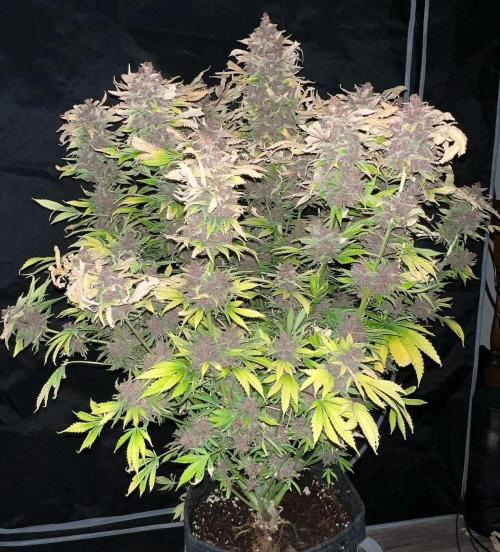 Strawberry Nuggets by Mephisto Genetics. Week 15